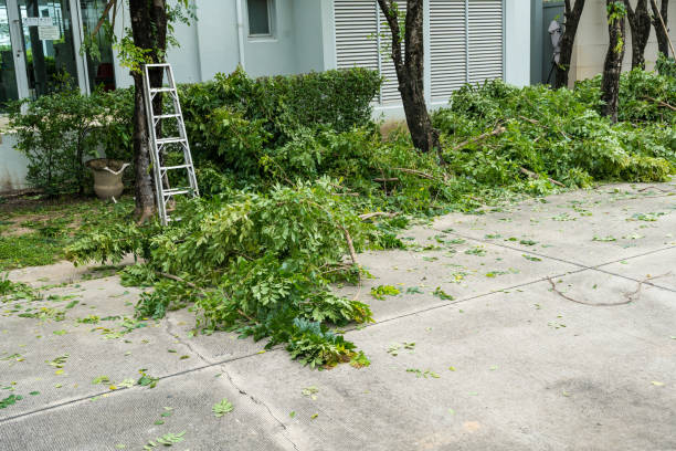 Tree Branch Trimming in Coldwater, MI